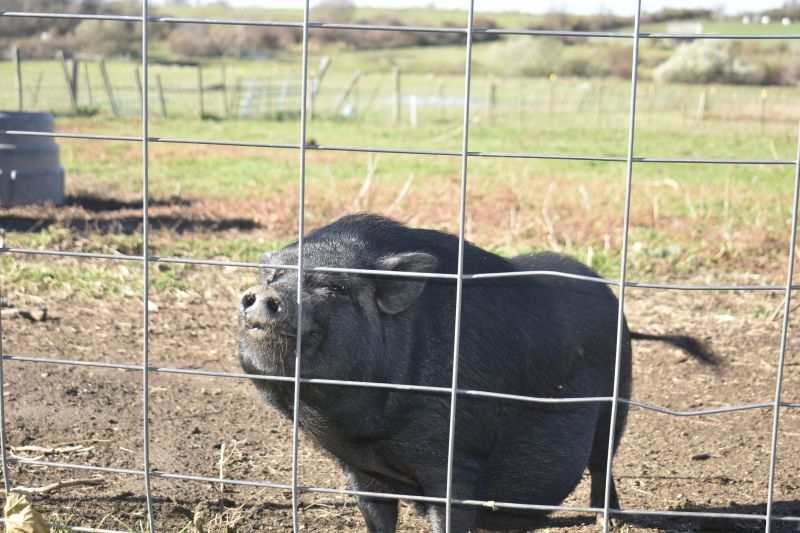 Livestock Fencing Installation