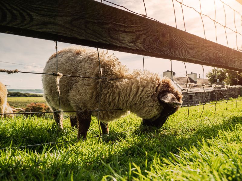 Livestock Fencing Installation